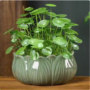 銅錢草草籽種子魚缸水養水草種籽水培植物花卉招財盆栽室內常綠