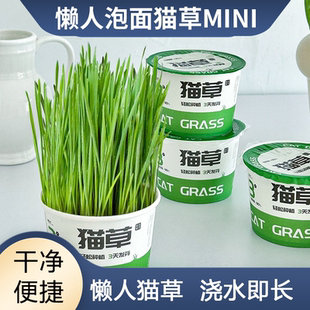 猫草盆栽懒人泡面猫草猫草罐头浇水即长懒人猫草种籽健康助排毛球