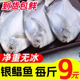 新鲜银鲳鱼金鲳鱼冷冻鲜活海鱼小鲳鱼晶鱼昌鱼平鱼鲳鳊鱼海鲜水产