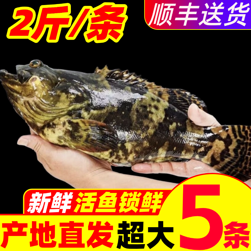 石斑鱼超大鲜活速冻深海鱼龙胆老虎斑龙趸珍珠斑海鲜水产石头斑,水产肉类/新鲜蔬果/熟食,斑鱼,淘宝优惠券,粉丝福利购,淘宝优惠卷