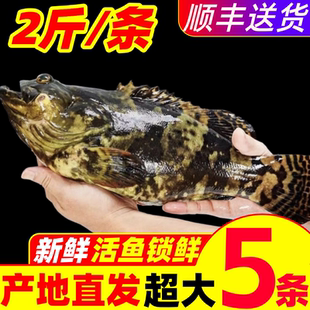 石斑鱼超大鲜活速冻深海鱼龙胆老虎斑龙趸珍珠斑海鲜水产石头斑