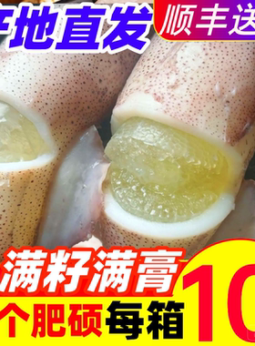 籽乌海兔子满籽满膏鲜活小鱿鱼速冻乌贼墨鱼仔笔管鱿鱼新鲜海鲜