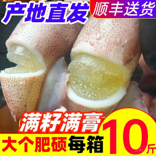 籽乌海兔子满籽满膏鲜活小鱿鱼速冻乌贼墨鱼仔笔管鱿鱼新鲜海鲜