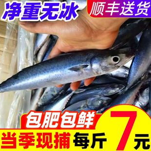 新鲜鲐鲅鱼青占鱼鲜活整条冷冻鲅鱼燕青鱼鲭鱼海鲜水产深海鱼鲐鱼