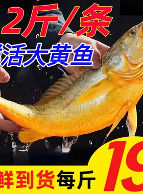 黄花鱼新鲜冷冻深海大黄鱼生鲜海鲜水产小黄鱼鲞鲜活海鱼商用整箱