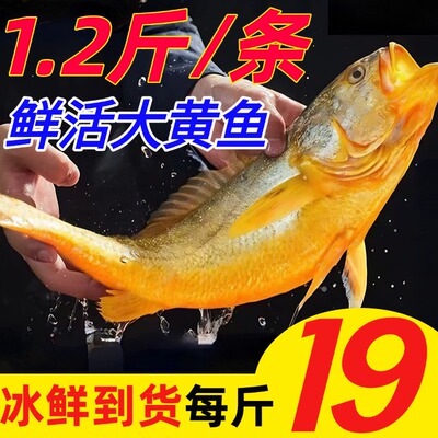 黄鱼鲞大黄鱼海鲜鱼类