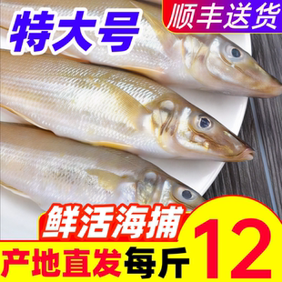 沙丁鱼新鲜尖梭鱼鲜活冷冻大沙尖鱼宝宝商用海鲜水产辅食深海鱼