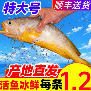 黄花鱼新鲜冷冻深海大黄鱼生鲜小黄鱼鲞鲜活海鱼商用整箱海鲜水产