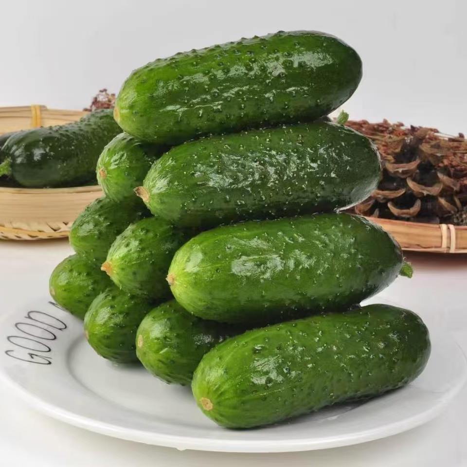 寿煜玛莎水果黄瓜脆嫩爽口凉调腌制生吃当季新鲜蔬菜