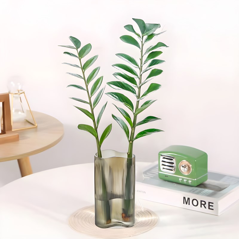 水培植物金钱树木老桩绿植盆栽室内办F公室四季好养招财树插花摆