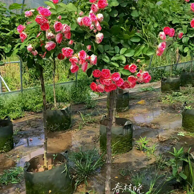 蓝色阴雨棒棒糖树n状月季花树苗特大花玫瑰四季阳台庭院浓香