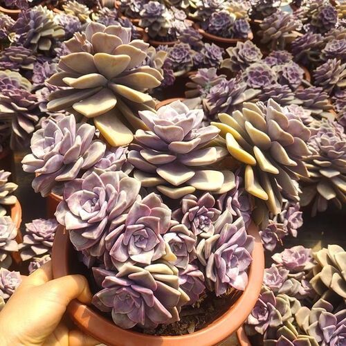 紫乐多肉老桩群生多m头带崽精品盆栽紫色花卉新手好养阳台植物绿