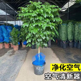 幸福树独杆棒棒糖老桩绿植客厅盆栽大绿宝植物室T内除甲醛真树盆