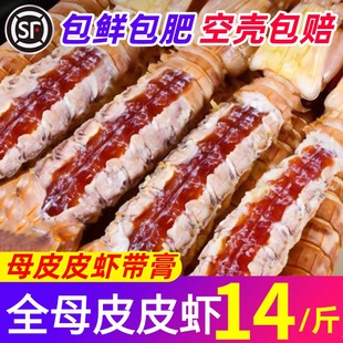 全母皮皮虾鲜活特大带膏带籽濑尿虾椒盐即食冷冻虾爬虾姑大虾海虾