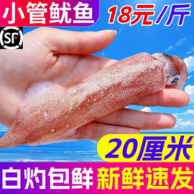 新鲜小管鱿鱼白灼鱿鱼冷冻大笔管鱼大鱿鱼鲜活小乌贼水产海鲜生鲜