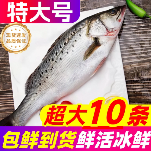 新鲜海鲈鱼鲜活冷冻超大特大卢鱼花鲈鱼海鲜水产深海鱼七星鲈鱼