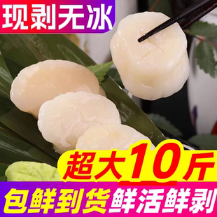 新鲜扇贝柱瑶柱鲜活冷冻现剥元贝丁江瑶带子肉海鲜水产鲜贝柱贝类