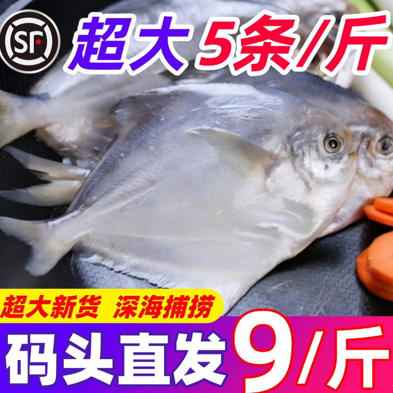 新鲜银鲳鱼金鲳鱼冷冻海鲜水产鲜活海鱼小鲳鱼昌鱼晶鱼平鱼鲳鳊鱼