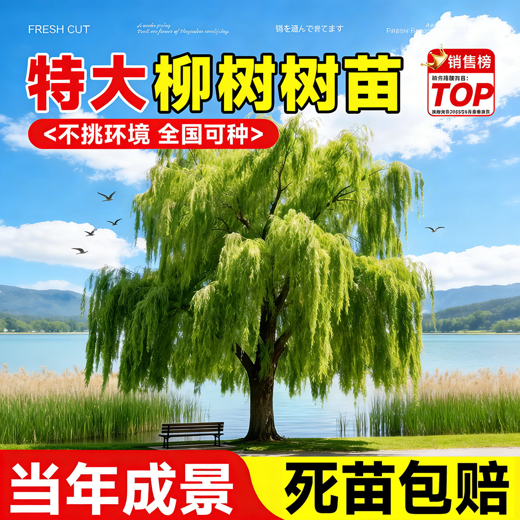 正宗植物垂柳树苗绿植绿化行道树庭院造景风景树河边道路苗木易活