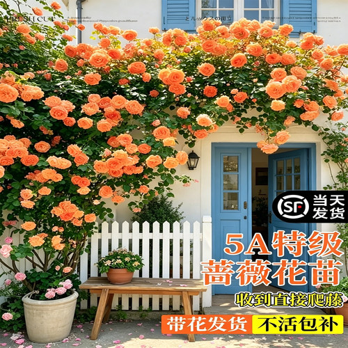 果汁阳台月季带花苞庭院阳台大花