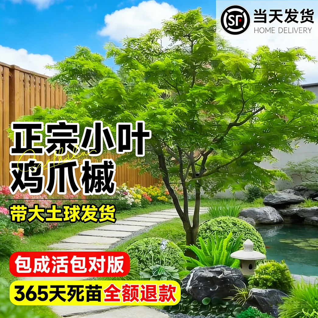 小叶鸡爪槭树苗大树行道树庭院图片