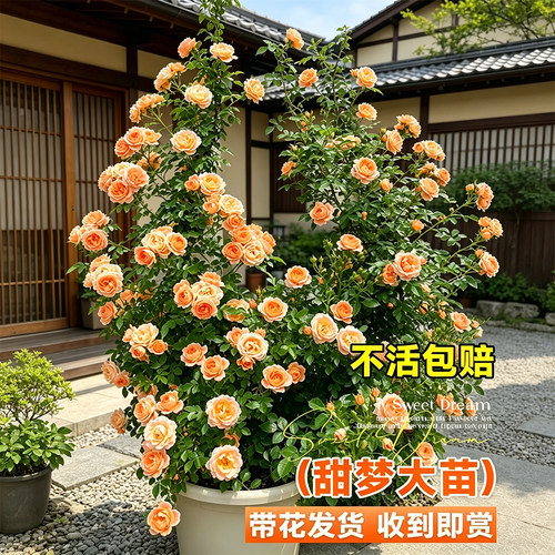 甜梦月季爬藤月季花苗阳台庭院花