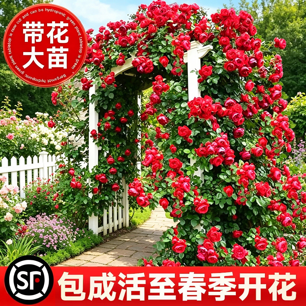 红色龙沙宝石藤本月季室外花卉