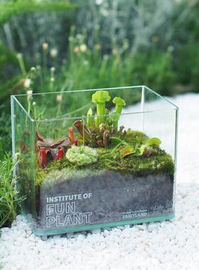 治愈系桌面私家花园食虫植物微景观爬宠角蛙乌龟生态缸30天包活