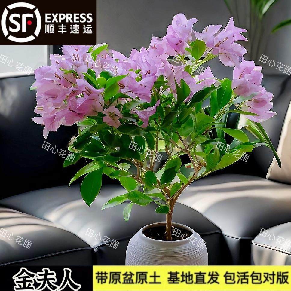 金夫人三角梅粉色花原生老桩勤花爬藤盆栽庭院绿植四季开花阳台,鲜花速递/花卉仿真/绿植园艺,绣球/木绣球/木本植物,淘宝优惠券,粉丝福利购,淘宝优惠卷