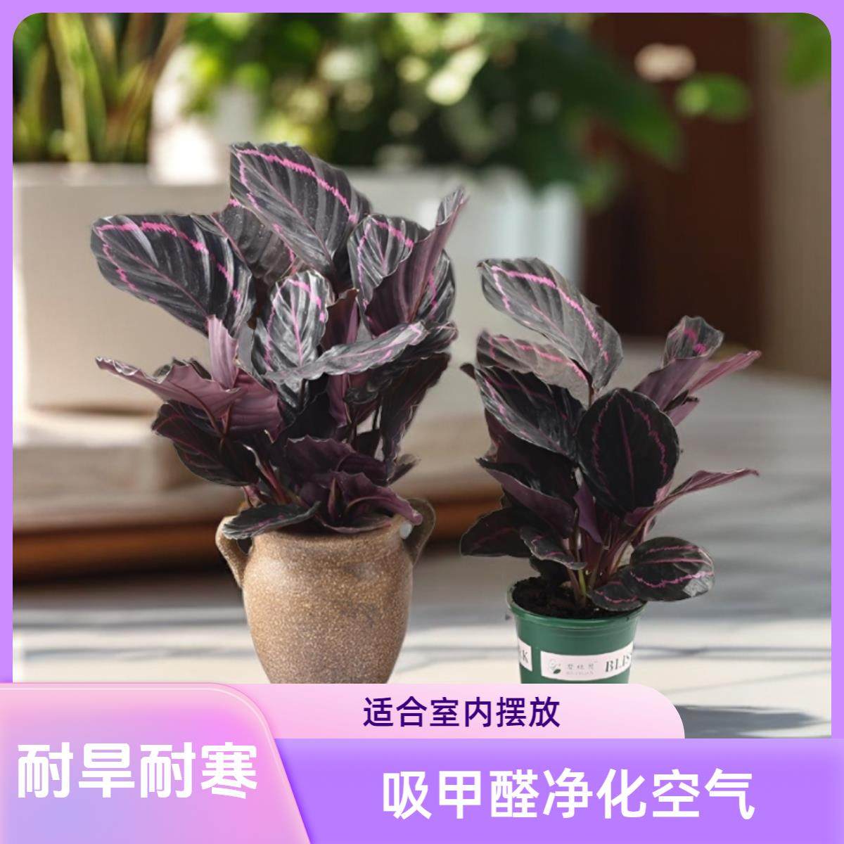 彩虹竹芋花卉双线植物室内花盆栽室内好养活四季绿植观叶大型花卉,鲜花速递/花卉仿真/绿植园艺,绿植,淘宝优惠券,粉丝福利购,淘宝优惠卷