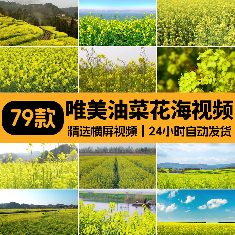 风景LED背景大自然高清动态素材春天金色花田园油菜花视频海唯美