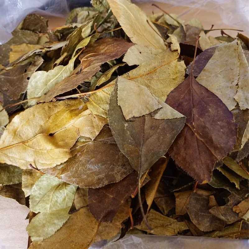 三皮罐茶叶湖北特产一皮罐凉茶大叶子茶一匹罐红茶大花海棠