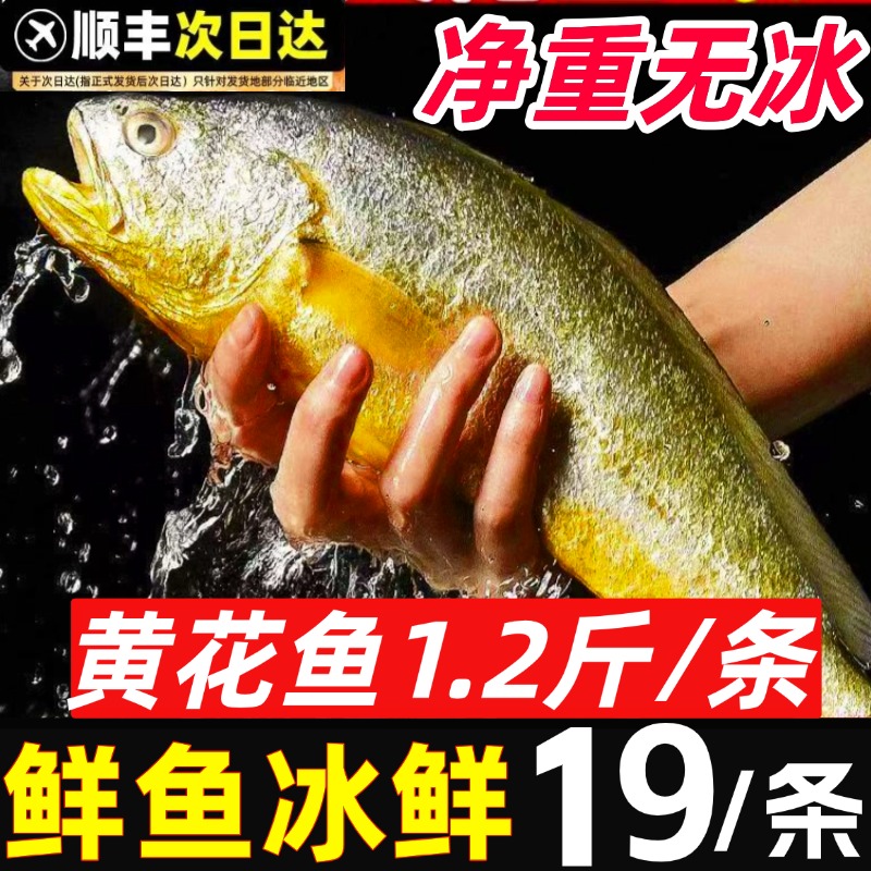 黄花鱼黄鱼鲞小黄鱼黄花鱼鲞生鲜新鲜冷冻海鱼黄瓜海鲜水产大黄鱼