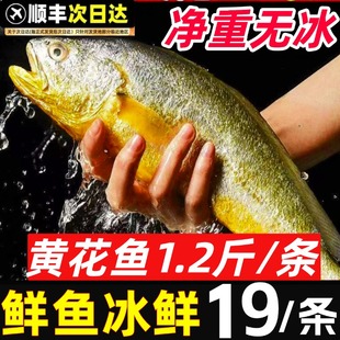 黄花鱼黄鱼鲞小黄鱼黄花鱼鲞生鲜新鲜冷冻海鱼黄瓜大黄鱼水产海鲜