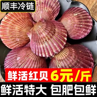 鲜活小红贝特大红扇贝港湾贝新鲜当季带壳扇贝肉水产海鲜商用烧烤