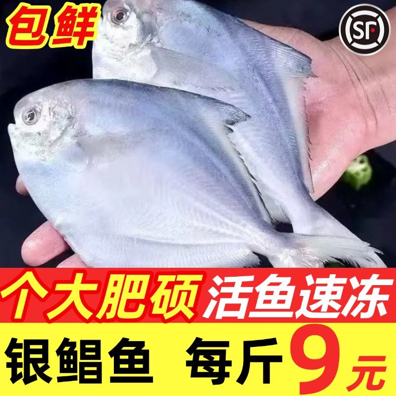 银鲳鱼新鲜冷冻海鱼海鲜水产鲜活昌鱼平鱼银昌鱼昌扁鱼白鲳鱼鲳鱼