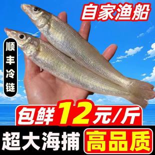 沙丁鱼新鲜冷冻大沙尖鱼沙锥鱼鲜活尖梭鱼深海鱼商用宝宝辅食海鲜