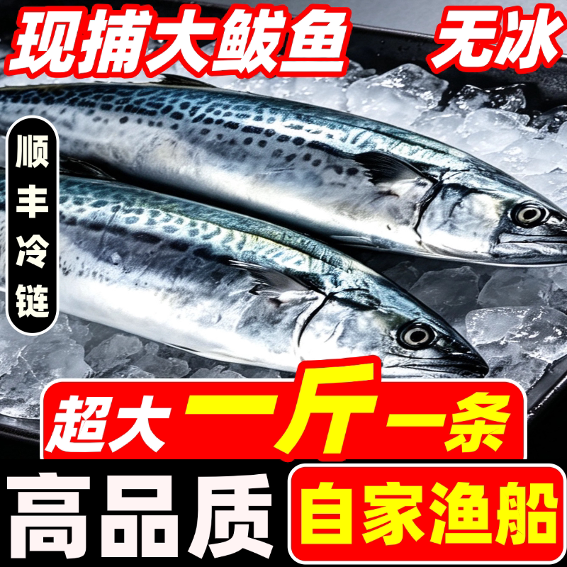 大鲅鱼新鲜海捕鲜活鲐鲅鱼马鲛鱼冷冻青花鱼马友鱼海鲜整条马交鱼