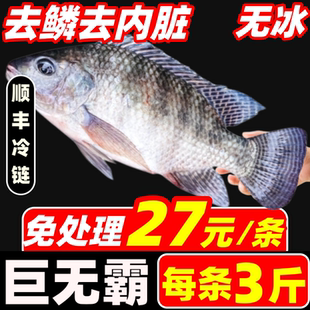 罗非鱼新鲜去鳞去内脏鲜活整条现杀鲷鱼片烧烤食材整箱冷冻商用