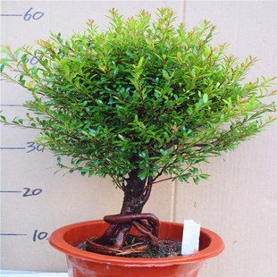 好养活四季 常青花卉绿植 室内客厅红芽盆栽 提根小叶赤楠盆景树桩