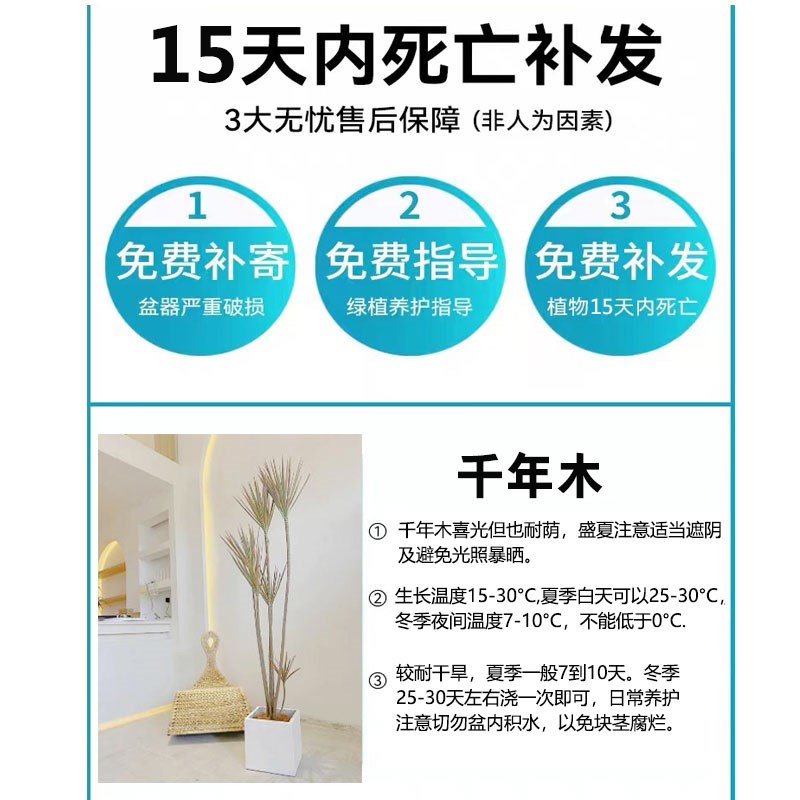 千年木盆栽马尾铁北欧风客厅办公室花卉室内绿植耐旱大型植物龙血