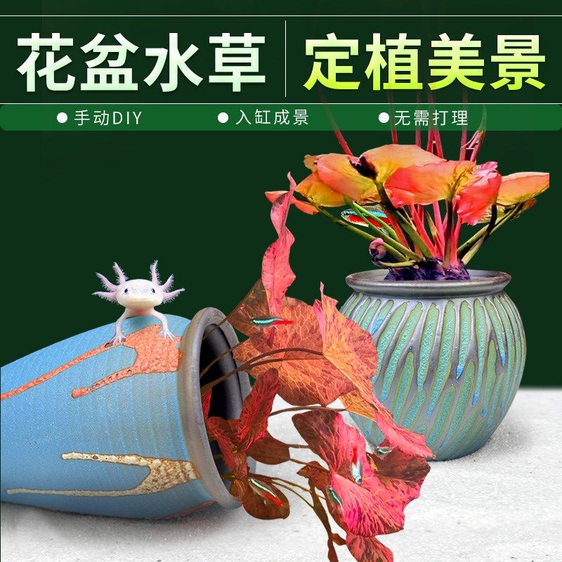彩陶陶罐水草植物花盆定植红荷根睡莲阴性后景草淡水鱼缸造景摆件,宠物/宠物食品及用品,水草,淘宝优惠券,粉丝福利购,淘宝优惠卷