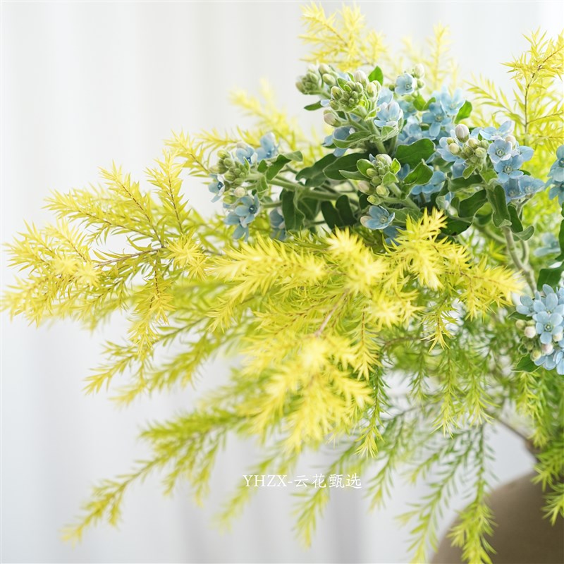 【云花甄选】绿野仙踪居家绿植鲜花云南昆明空运包邮玄关客厅摆放
