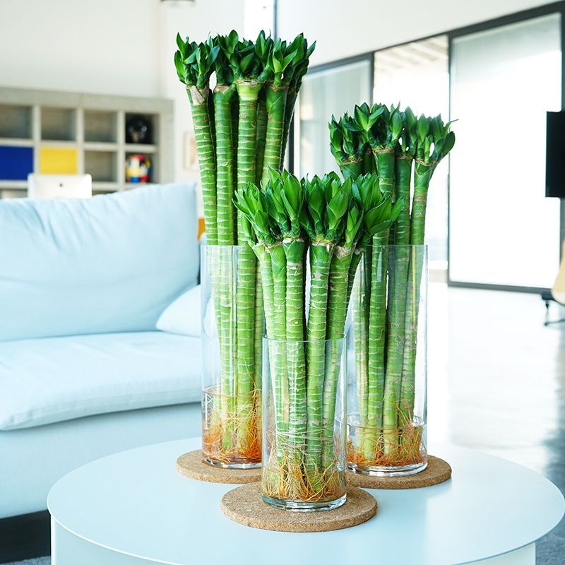 带根文昌竹龙竹观音竹转运竹富贵竹植物水养客厅室内盆栽水培绿植