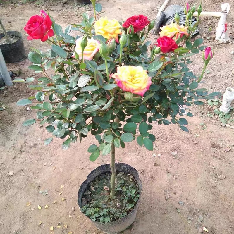 树状月季大花高杆嫁接棒棒糖型树桩盆栽四季开花别墅庭院浓香花卉