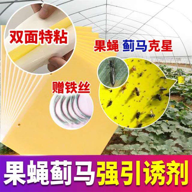 达豪农庄宝果蝇诱粘板 瓜果桔实蝇苍蝇贴板针蜂害虫粘胶100张包邮
