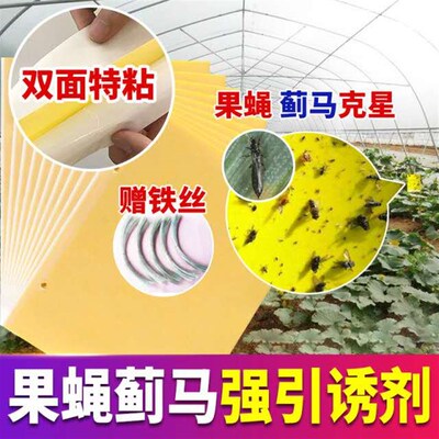 达豪农庄宝果蝇诱粘板 瓜果桔实蝇苍蝇贴板针蜂害虫粘胶100张包邮