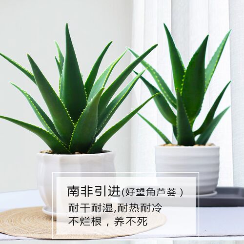 芦荟盆栽美容可食用室内净化空气清新植物办公室桌面好养易活绿植