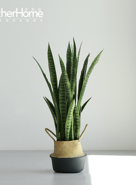 北欧落地绿植摆件 家居客厅办公室服装店装饰盆景 外母舌植物摆设