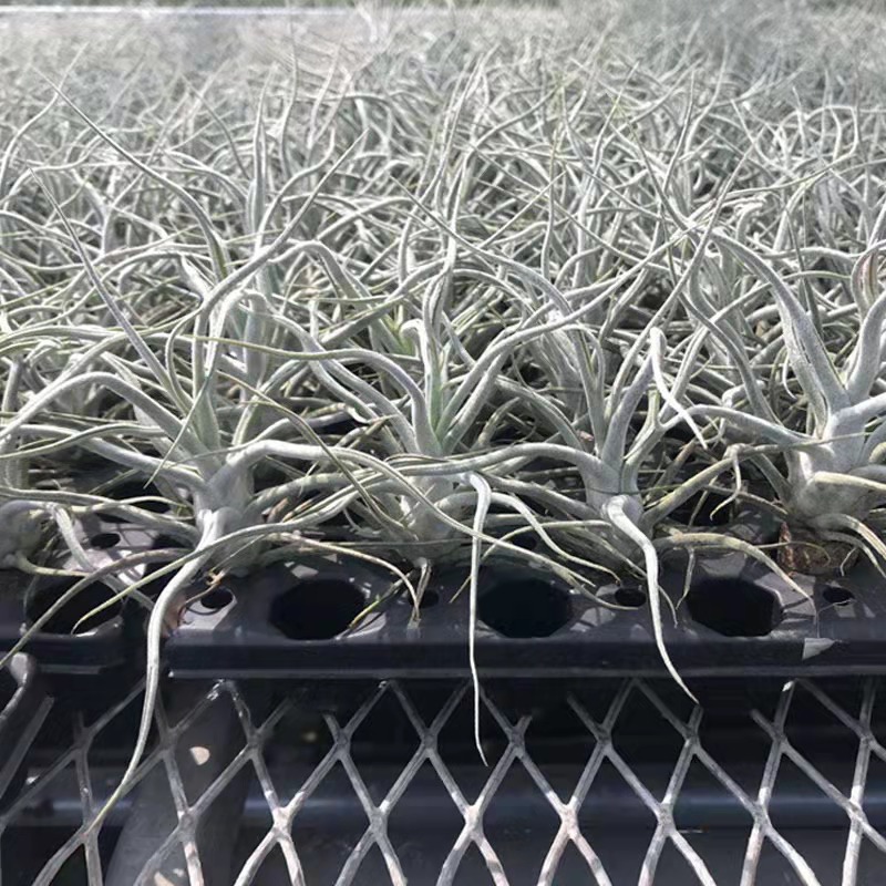 空气凤梨河豚 稀有品种 全身发白多鳞片